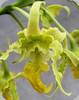 Dendrobium spectabile album